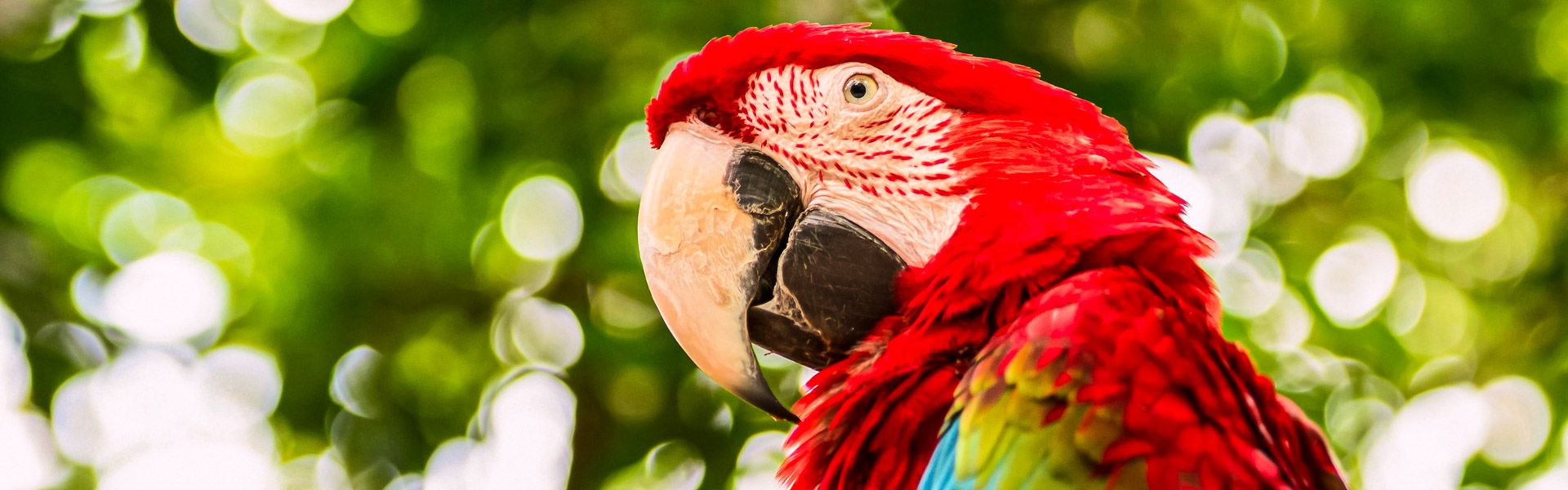 Big macaw parrots |  Iryna Rasko, iStockphoto.com / Chamleon