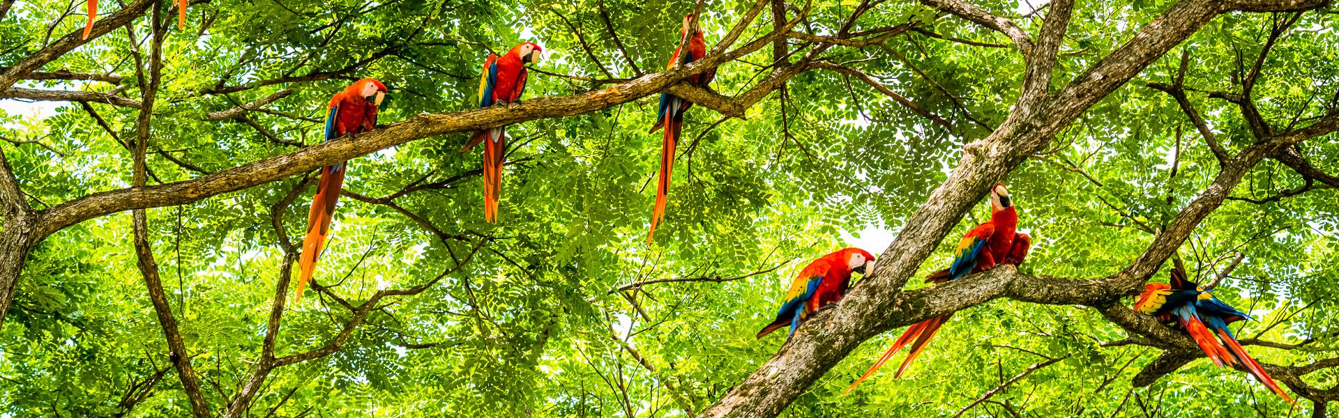 Ein Schwarm scharlachroter Aras im Regenwald |  OGphoto, iStockphoto.com / Chamleon